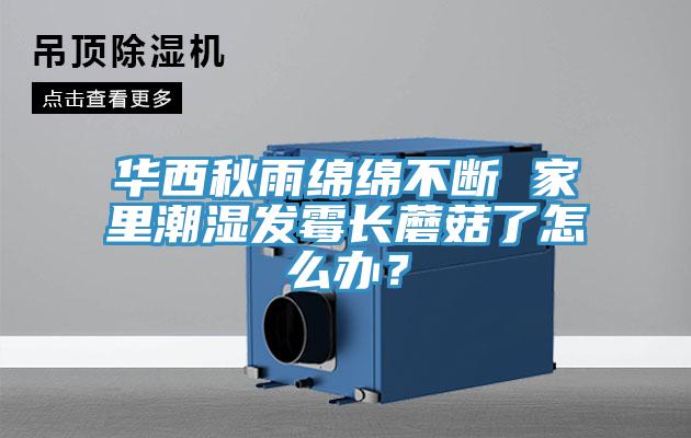 华西秋雨绵绵不断 家里潮湿发霉长蘑菇了怎么办？