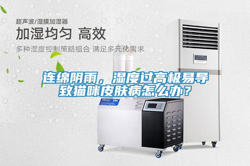 连绵阴雨，湿度过高极易导致猫咪皮肤病怎么办？