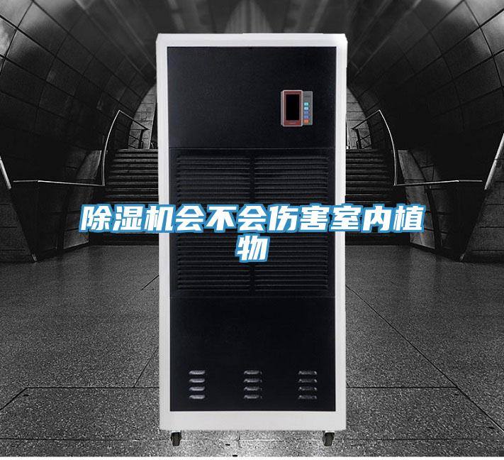 泡芙短视频APP官方下载地址会不会伤害室内植物