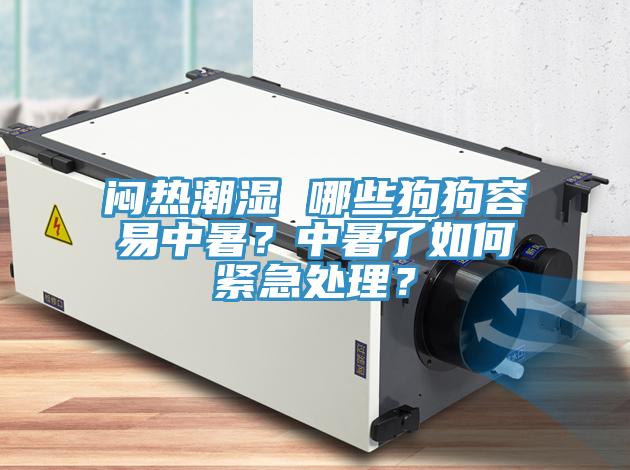 闷热潮湿 哪些狗狗容易中暑？中暑了如何紧急处理？