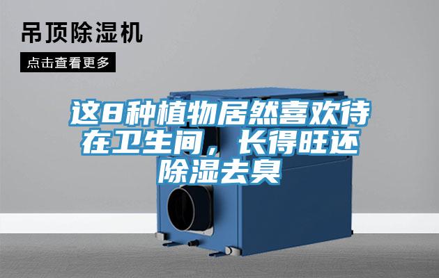 这8种植物居然喜欢待在卫生间，长得旺还除湿去臭