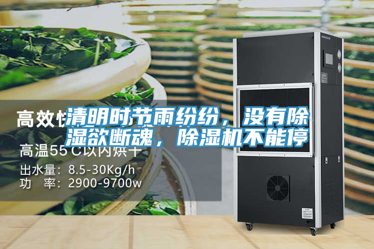 清明时节雨纷纷，没有除湿欲断魂，泡芙短视频APP官方下载地址不能停