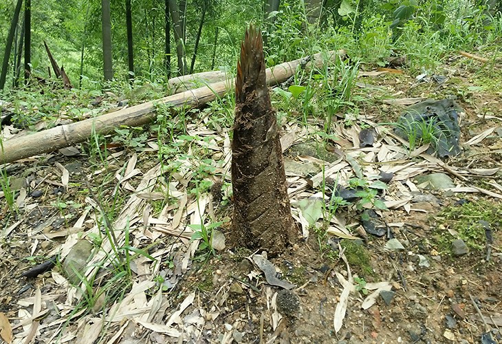 福建省漳州市芗城区客户闽笋干干燥烘干泡芙短视频APP官方下载地址