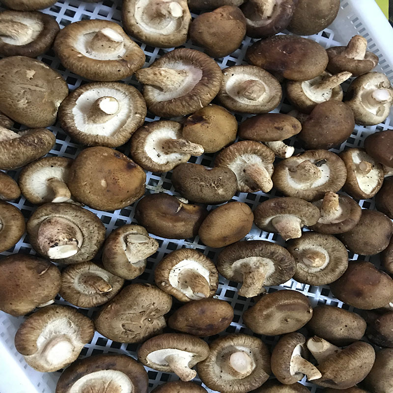 湖北省京山县的菇农代表选用泡芙短视频APP安装泡芙短视频APP安装食用菌烘干机模块即香菇烘干机